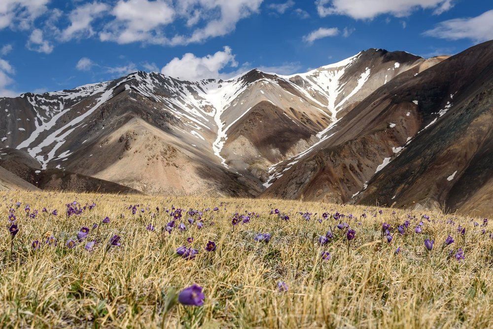 Сон-трава на Курайском