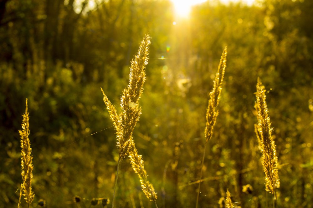 северное лето