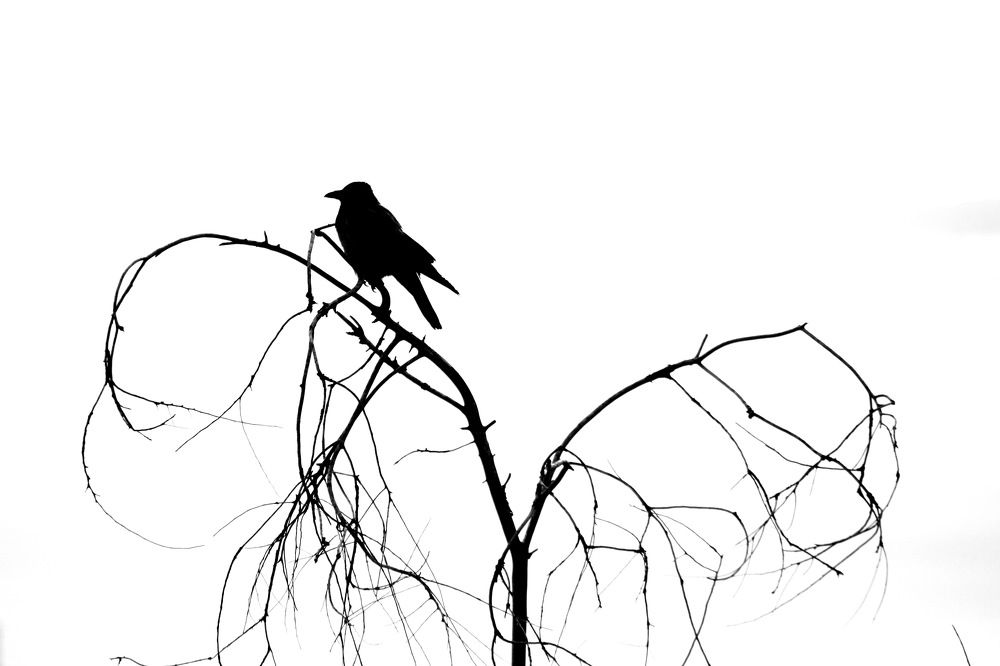 А может быть ворона ...