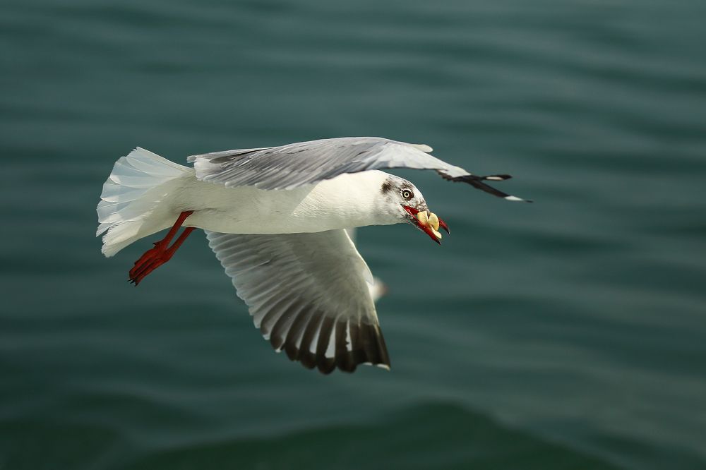Seagull (Gulls Bird)
