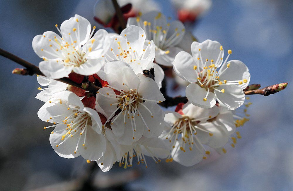 Антенны Абрикос настроил на Весну...