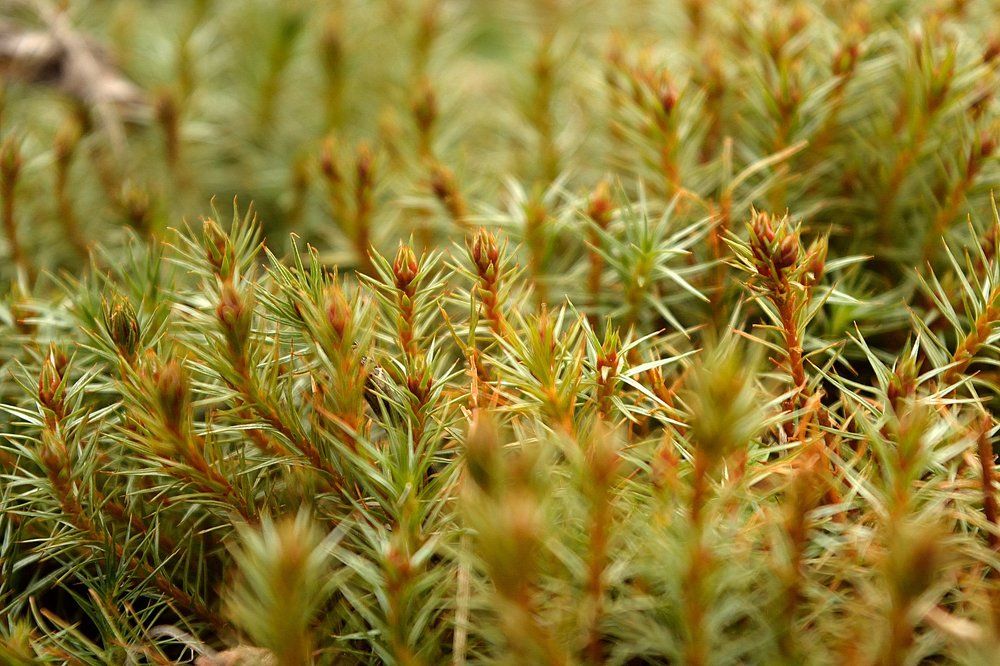 Среди мхов.