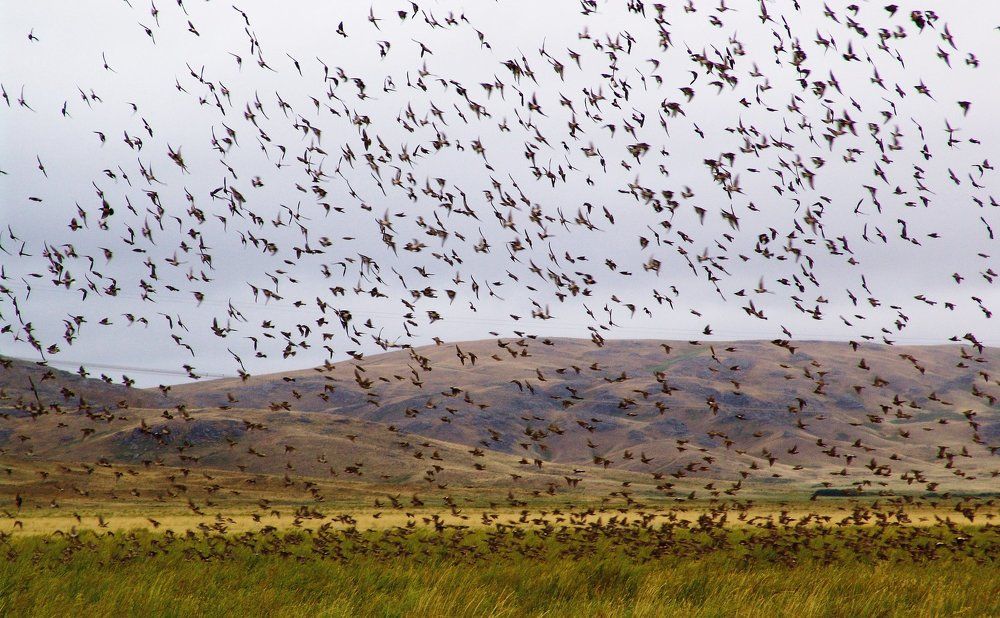 Птичий переполох.