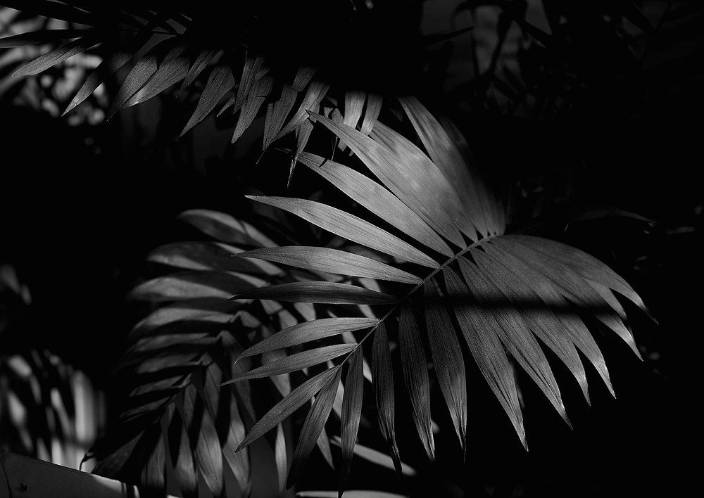 домашние джунгли