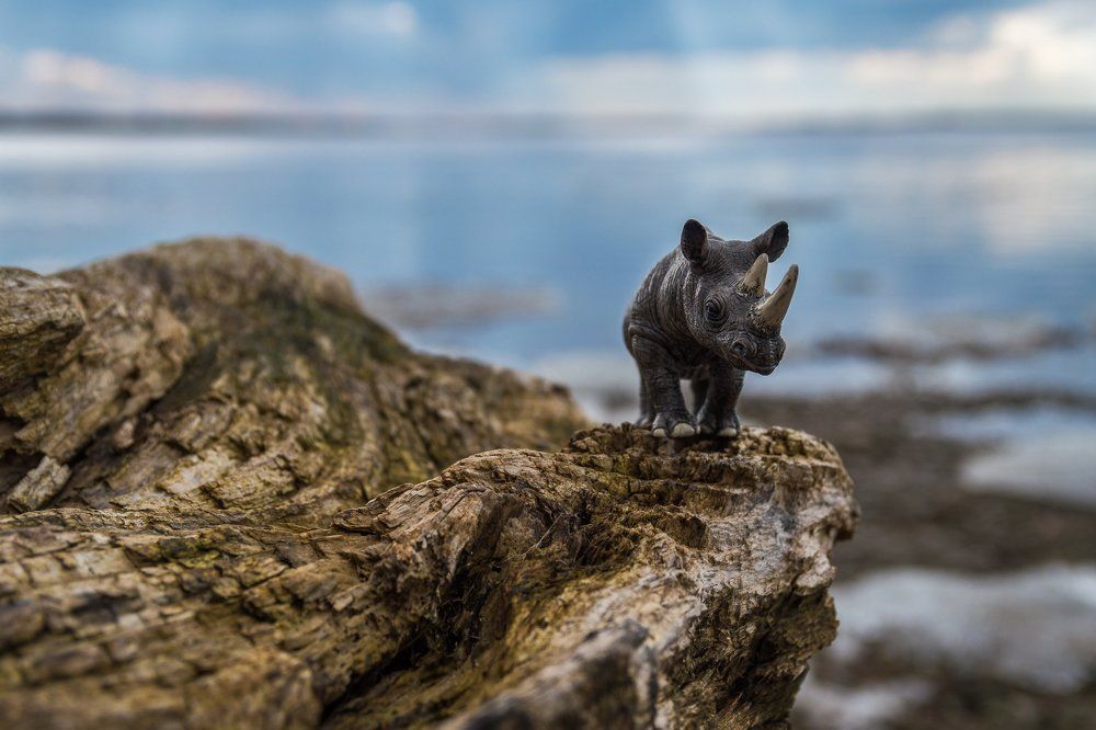 Носорог и древесные скалы