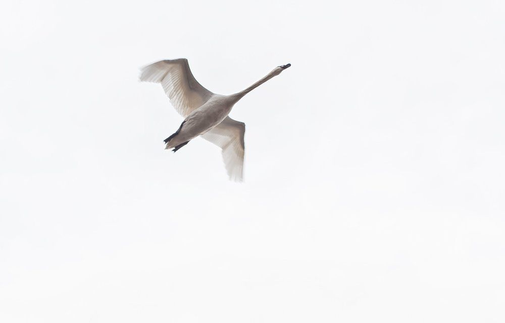 в полет за мечтой