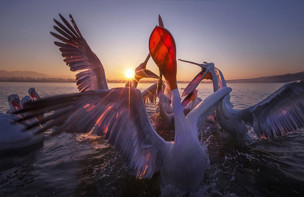 The gladiators of the lake