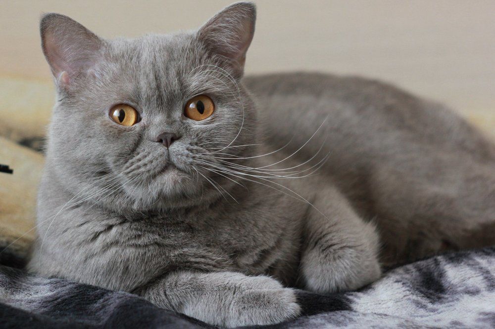 Граф Котофф