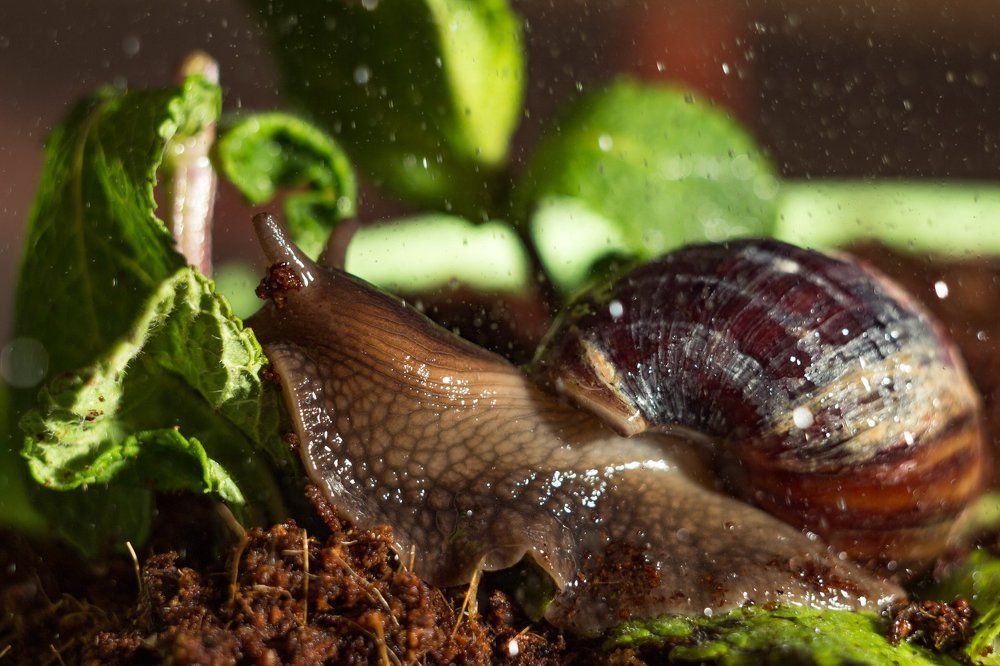 Домашние приключения