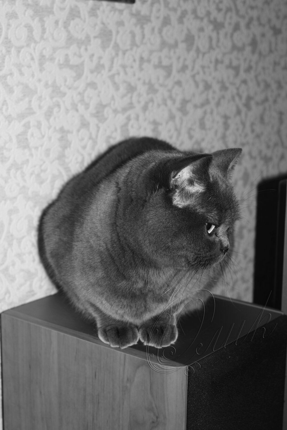 Меховой шарик)))