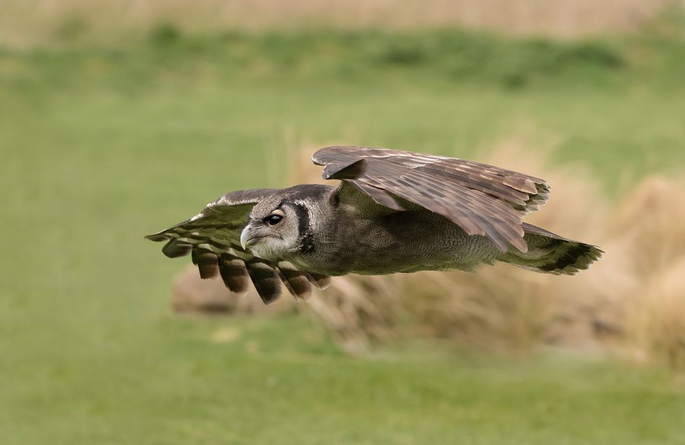 Milky Eagle Owl