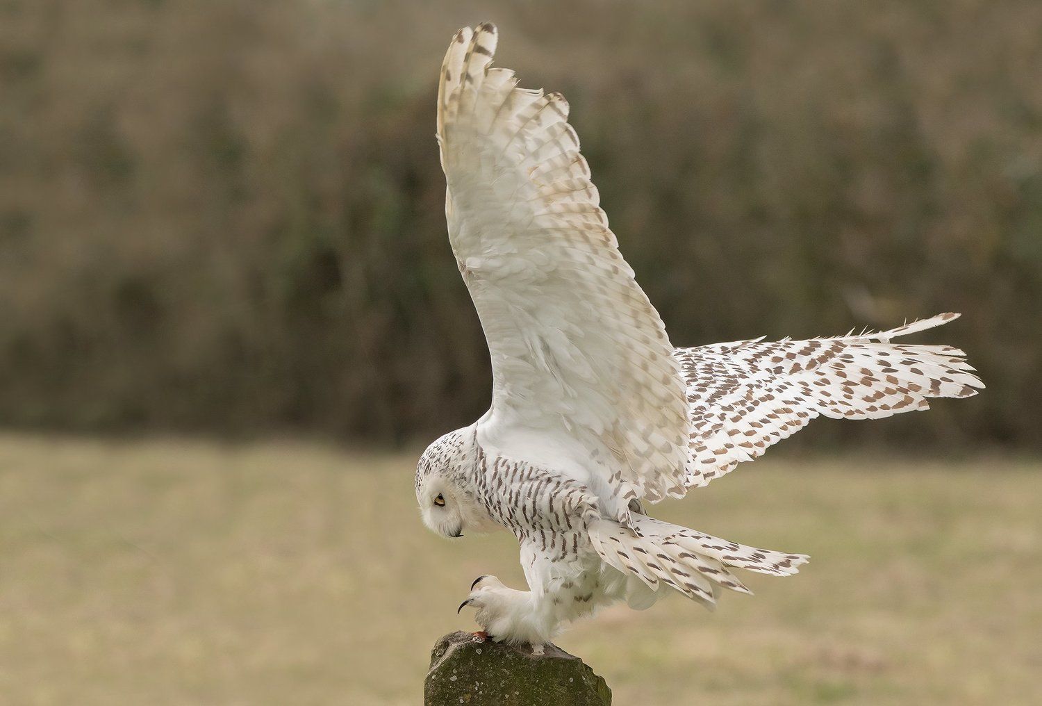 Snowy Owl