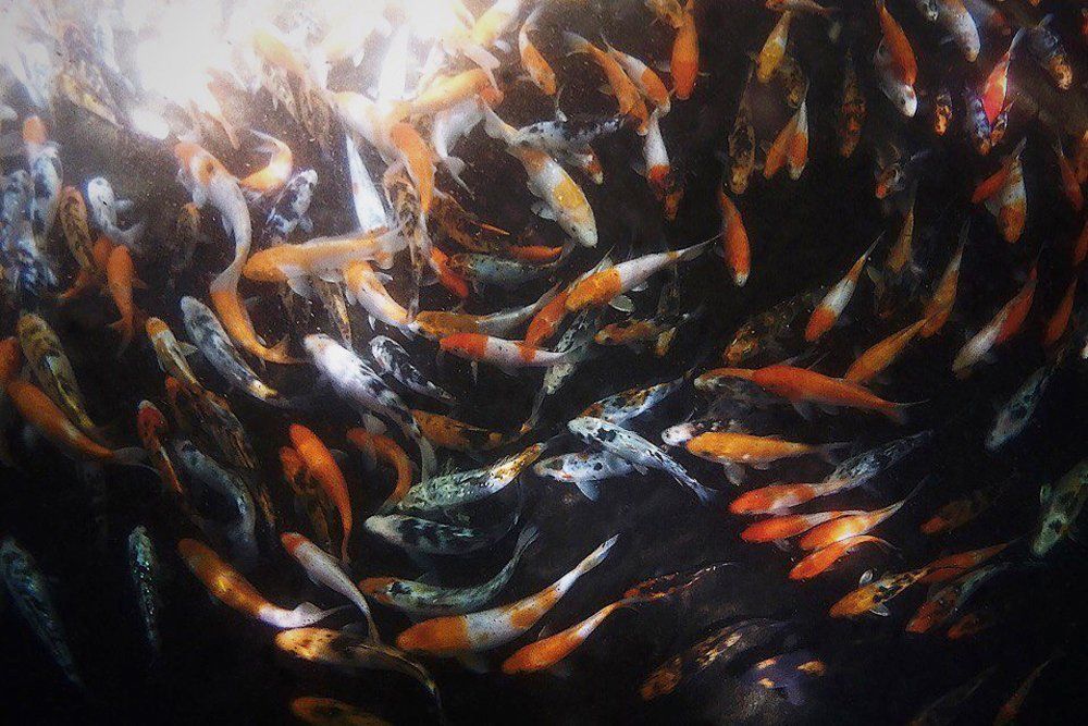 Photograph by Никита