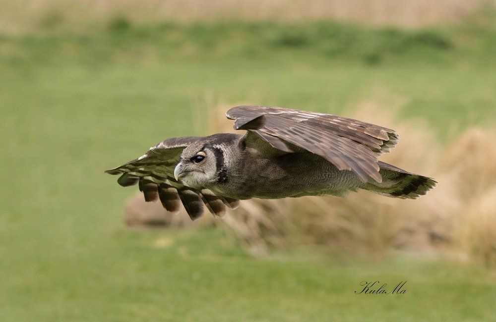 Milky Eagle Owl