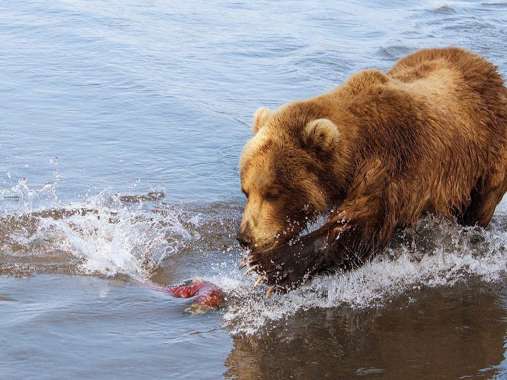 Попалась?!...