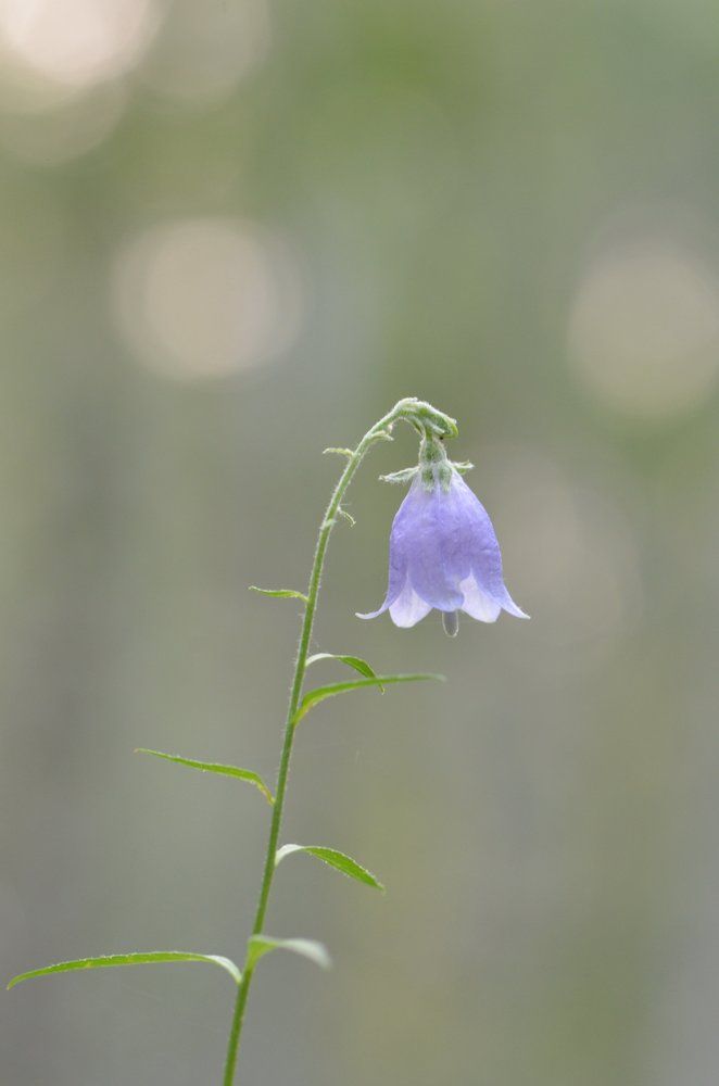 Колокольчик