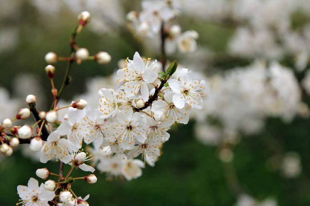 Весеннее цветение