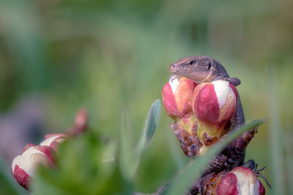 Наслаждение Весной!