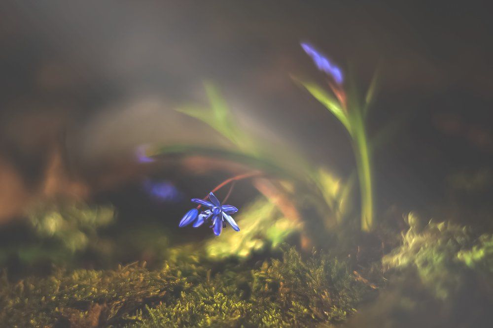 Весны перворпроходцы!