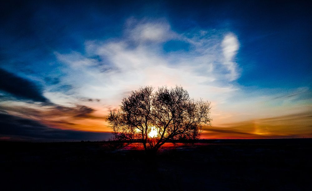 Light through the branches