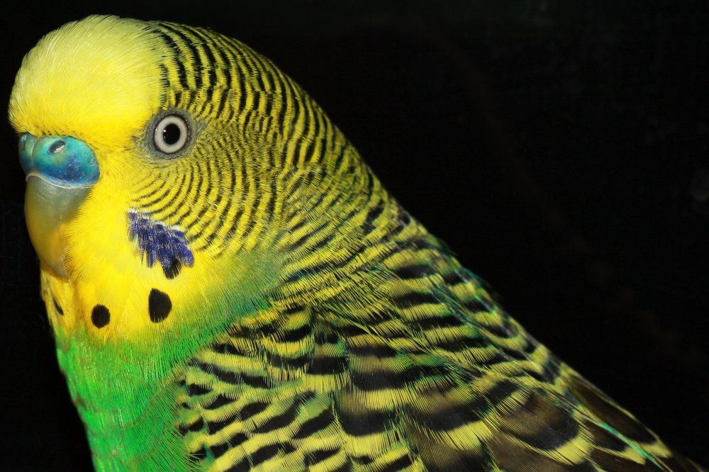 Граф Орлофф