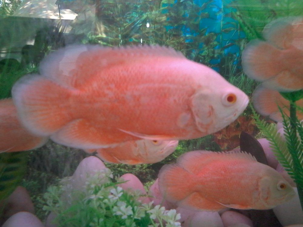 ZOOMING AT AN AQUARIUM