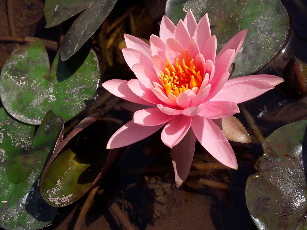 Smiling lotus!