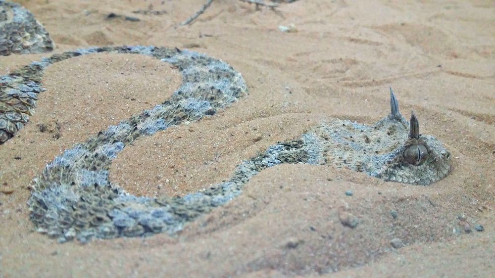 Красавица в песке