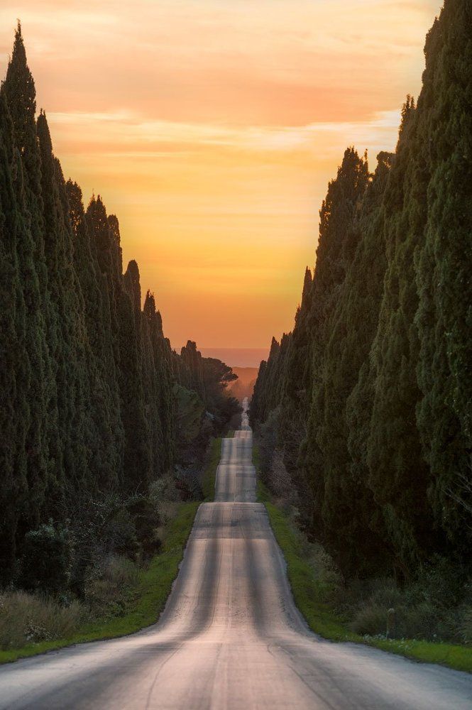 Avenue of cypresses