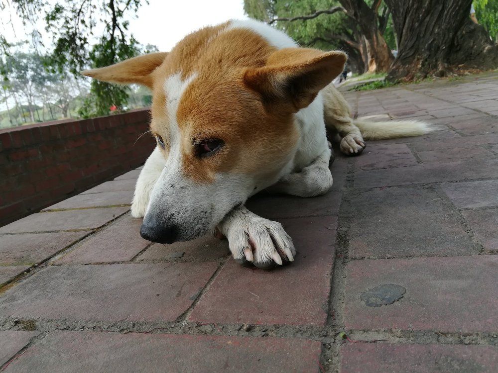 Lovely Dog