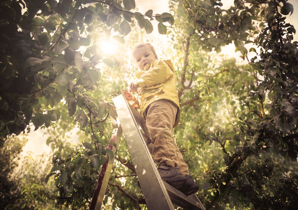 Picking pears
