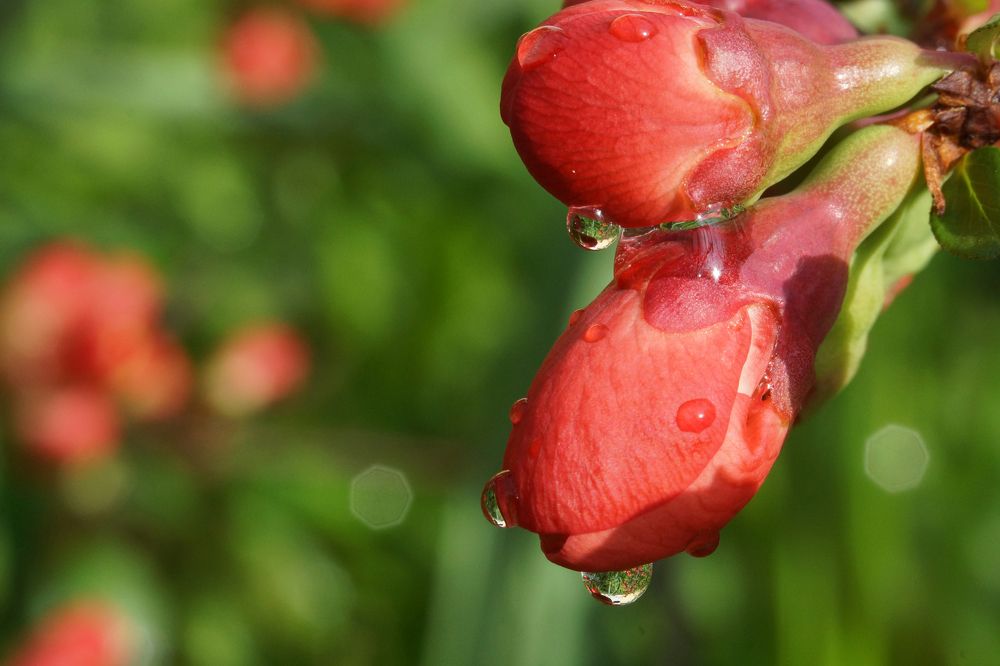 Цветы японской айвы после дождя.