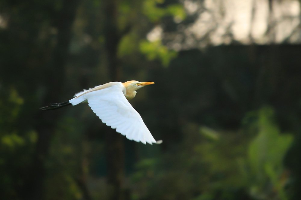 Flying Heron