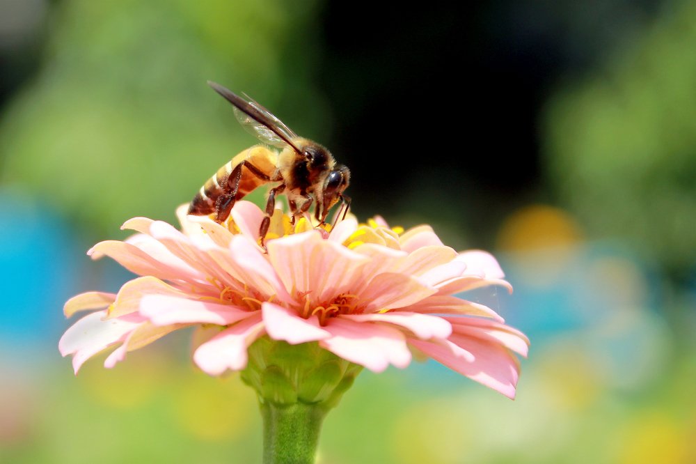 Time for collecting honey