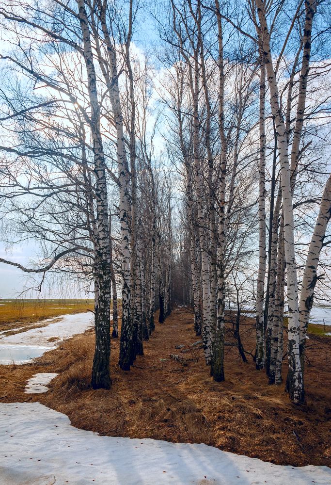 Березовые посадки