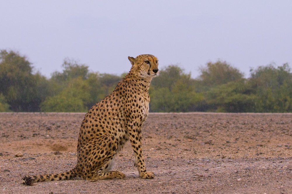 Гепард под дождем.