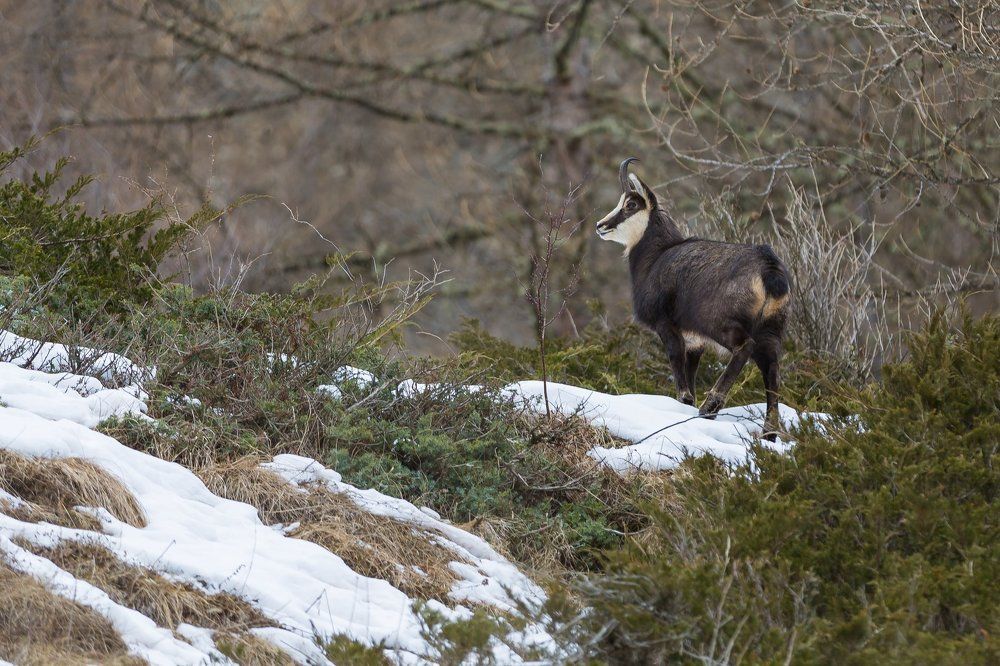 Дикие серны в Национальном парке Гранд Парадизо. Италия.