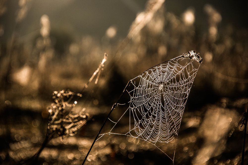 На рассвете