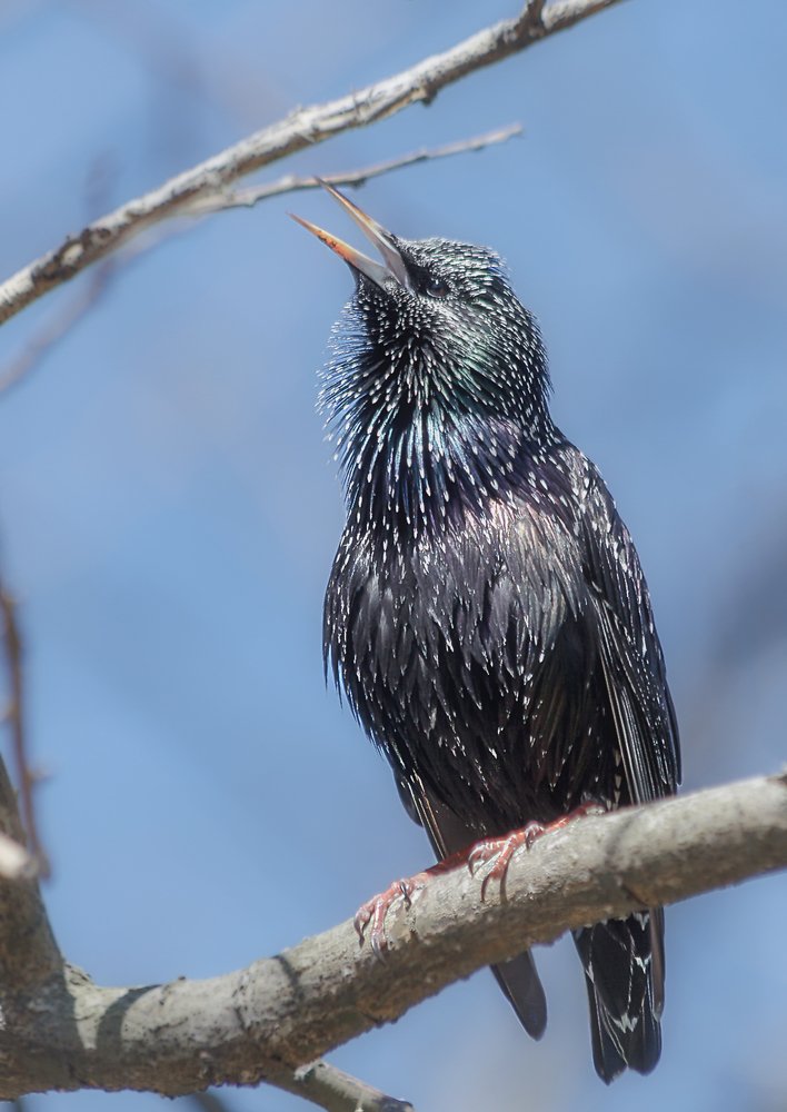 Певец весны - скворец прекрасный