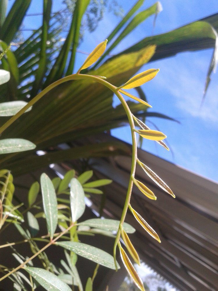 a new leaf,a new hope