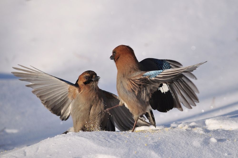 Птичьи танцы