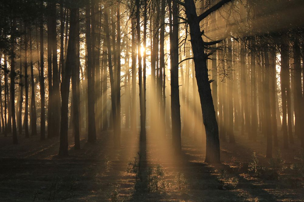 Весенними лучиками