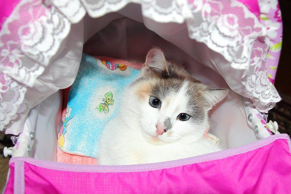 Безмятежность существования...