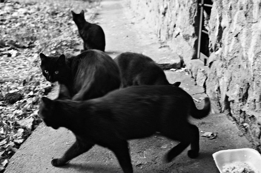 "Бременские коты"