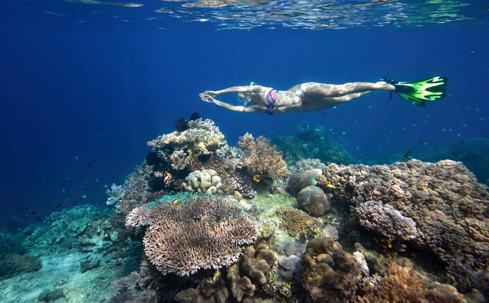 В поисках кораллового рифа
