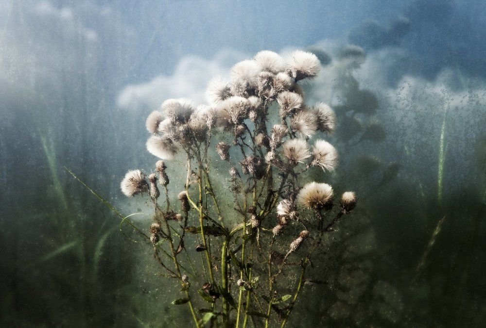 Под стеклом