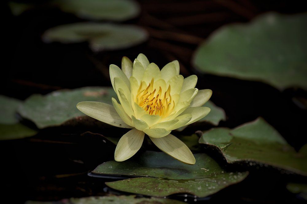 Photograph by Santhosh GVN