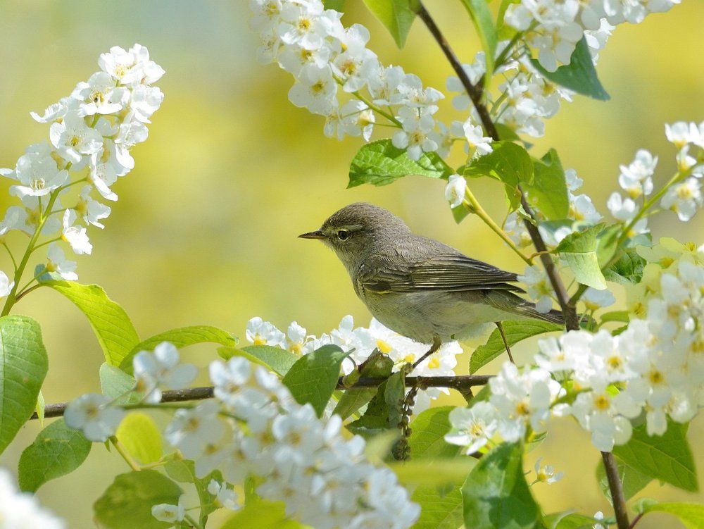 Весенняя птичка