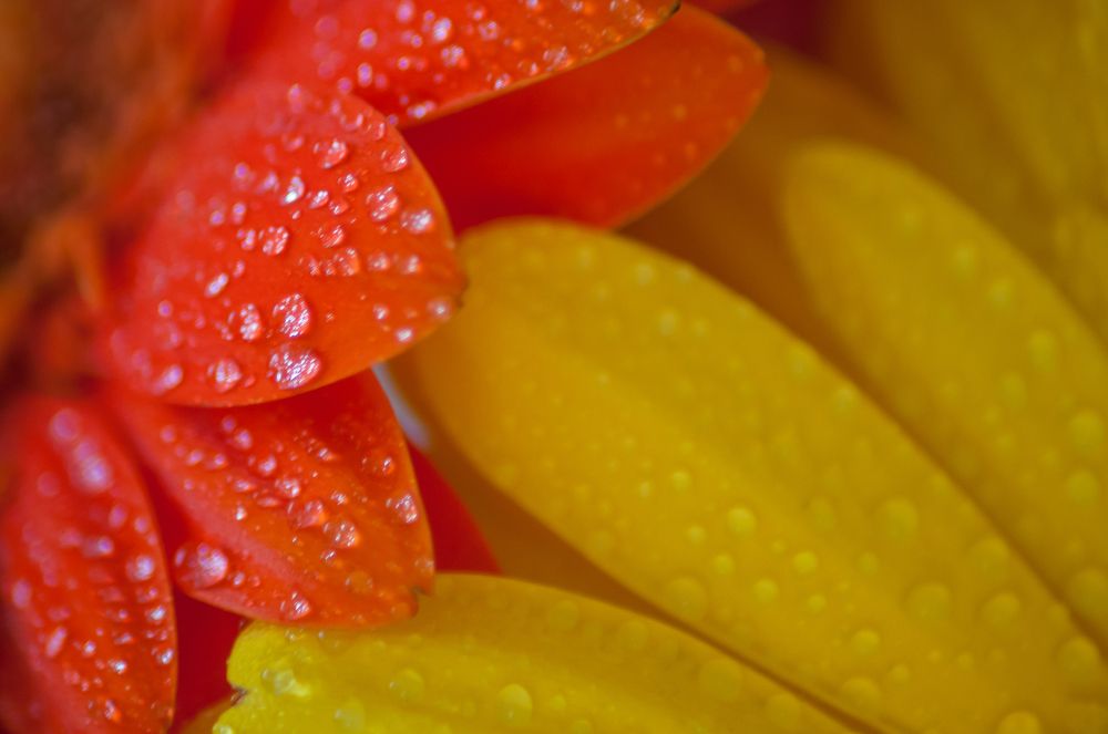 Цвета весны