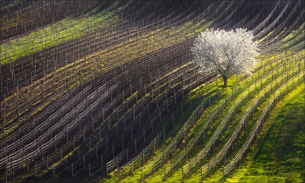 Нити - струны ...